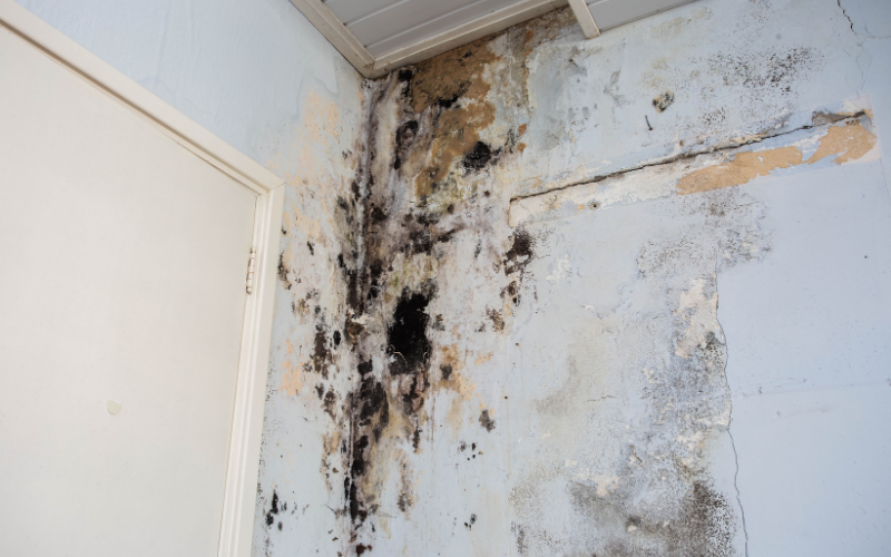 Mold and water damage visible on a light blue wall and ceiling corner near a white door, indicating the need for professional restoration services.