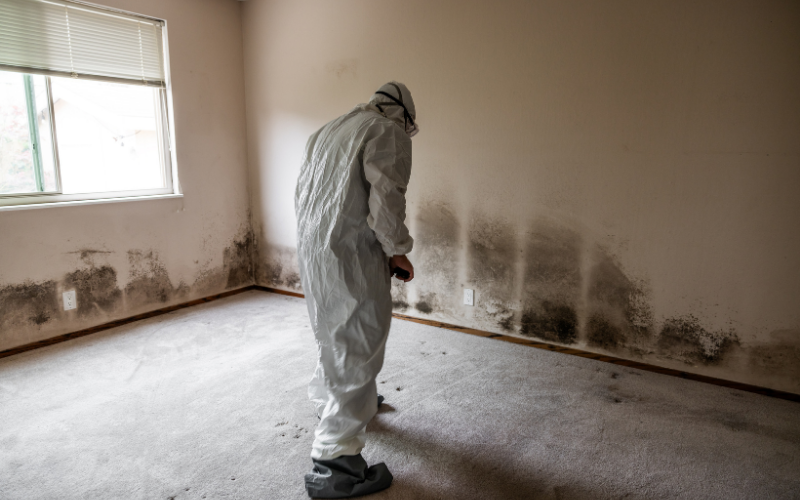 Person in protective gear inspects a carpeted room with extensive black mold growth along the lower walls near a window.