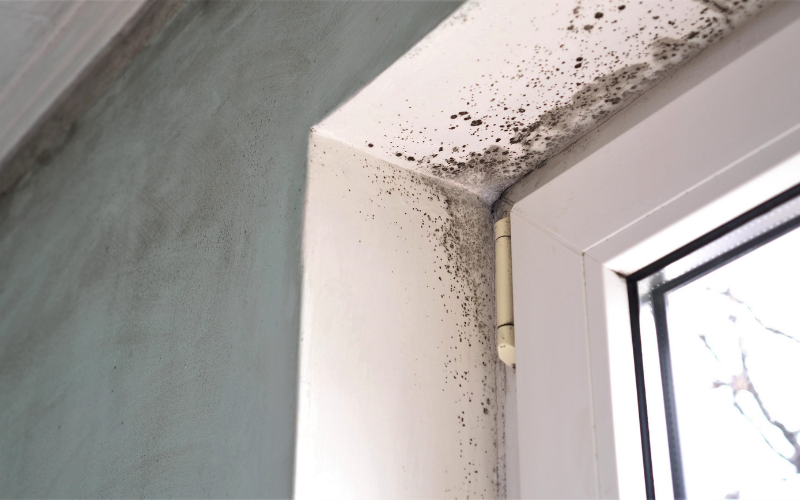 Black mold growing on a white window frame and nearby wall corner, indicating moisture or poor ventilation issues in the interior.