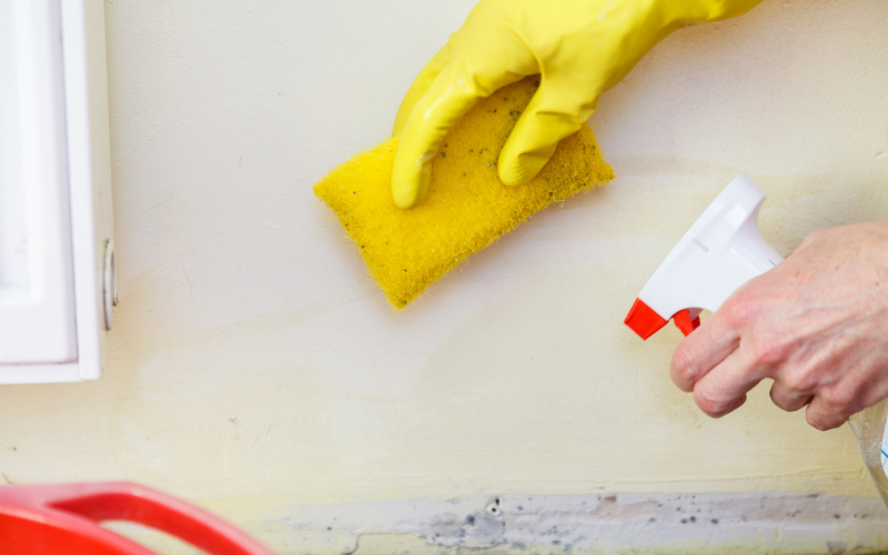 A person wearing yellow gloves cleans a wall with mold using a yellow sponge and a spray bottle, demonstrating the meticulous care common in professional Restoration Services.