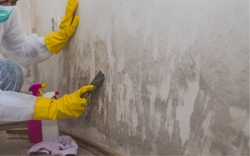 Person wearing gloves and a mask uses a scraper to remove mold from a wall, demonstrating thorough Restoration Services; cleaning supplies and a cloth are neatly arranged on the floor.
