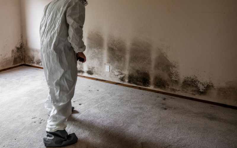 A person in protective gear stands in a room with black mold growing along the lower part of the walls and on the carpet, highlighting the urgent need for professional restoration services.