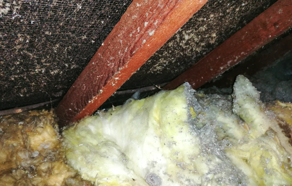 Attic insulation with visible mold growth on wood beams and insulation material.