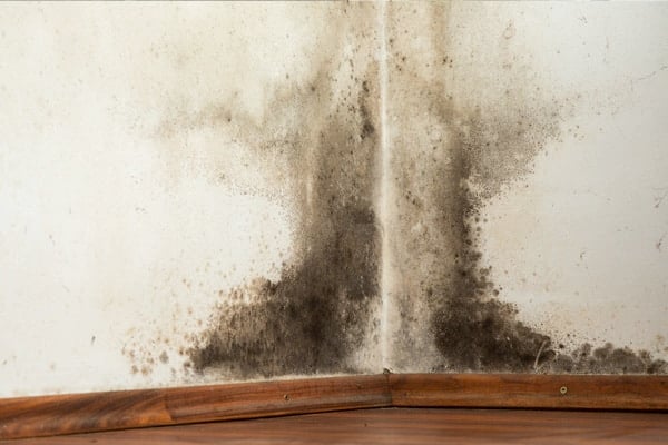 Black mold growing on the lower corner of a white wall above a wooden floor, indicating water damage and possible indoor moisture issues.