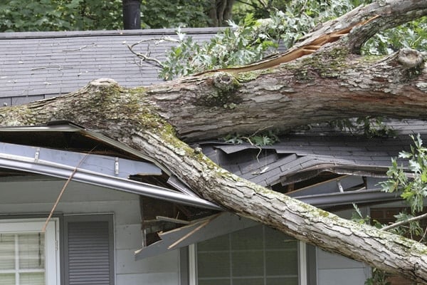 A large tree has fallen onto the roof of a house, causing significant damage to the structure and shingles.